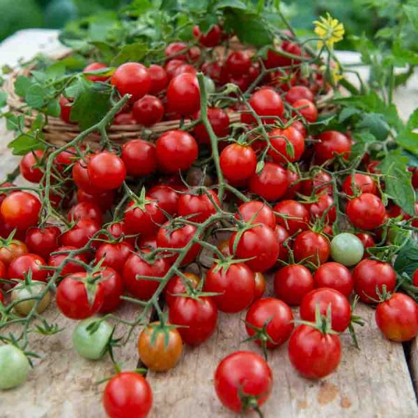 Potagères - Tomate Cerise  - face recto